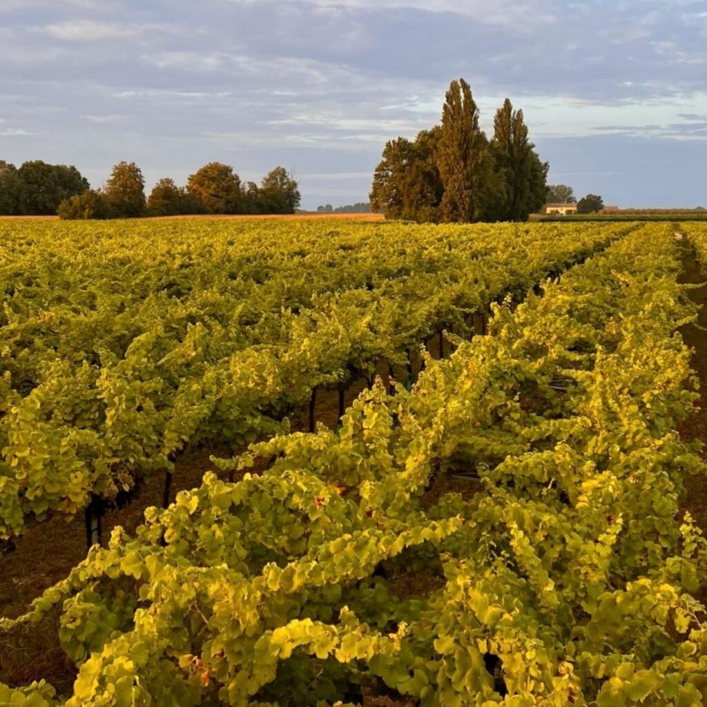 Distesa di filari di vite rigogliosi e dorati al tramonto nei campi della Cantina Martinelli.