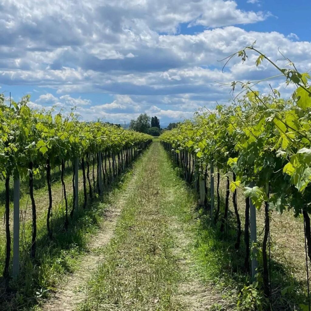 Prospettiva centrale lungo un filare di vigne verdi ben curate sotto un cielo azzurro e nuvoloso.