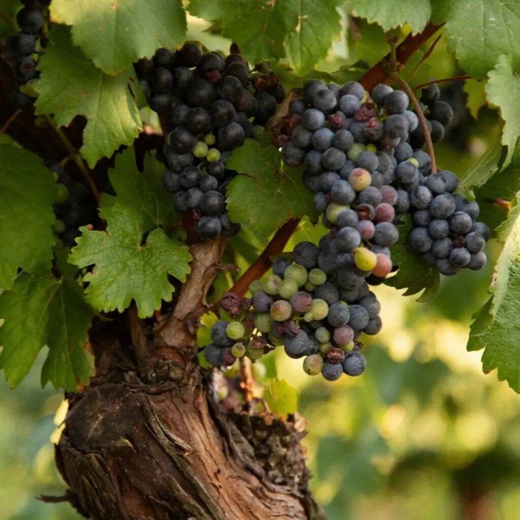 Dettaglio ravvicinato di grappoli d'uva maturazione su una vecchia vite ben radicata nei campi di Cantina Roncaglia.