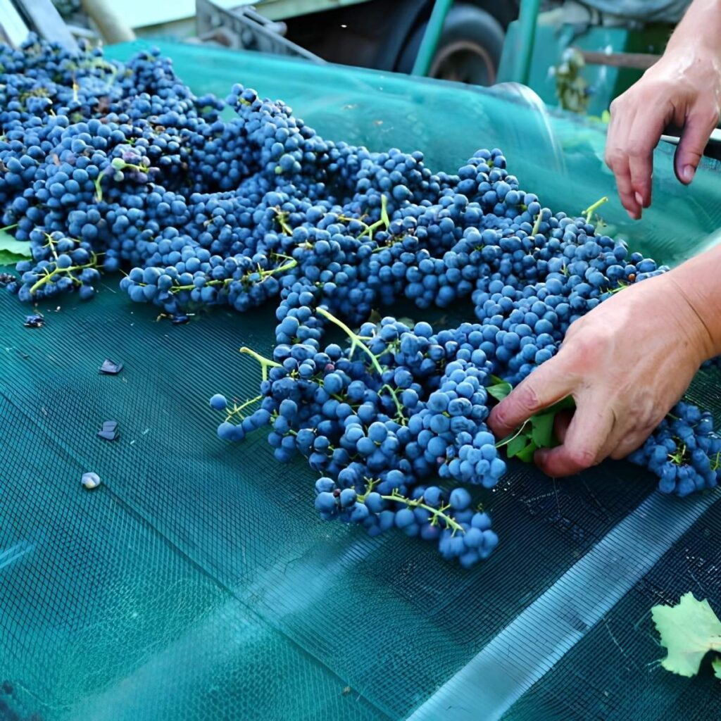 Mani dei vendemmiatori che selezionano accuratamente grappoli d'uva nera su un nastro di cernita.