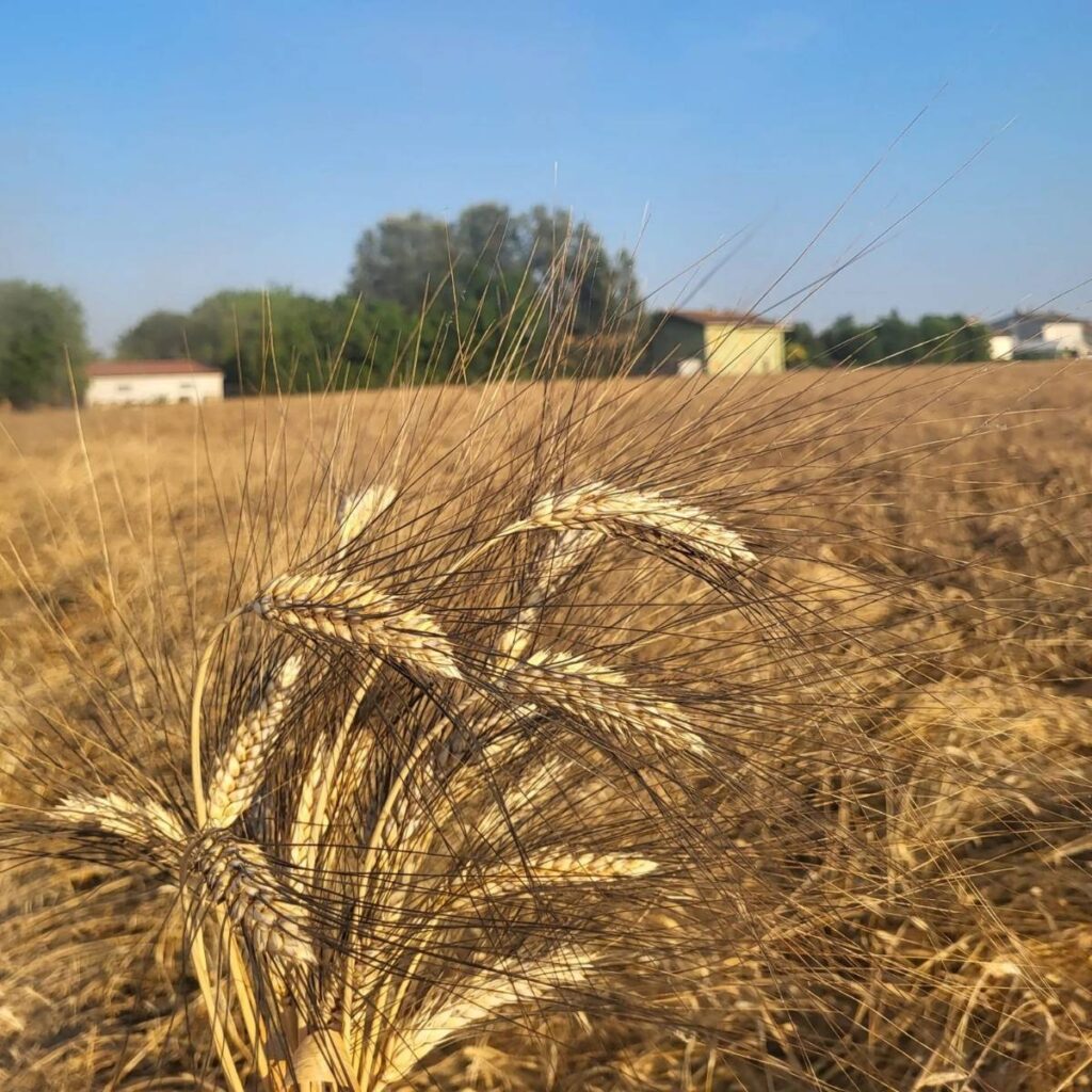 Primo piano di spighe di grano duro dorate in un campo agricolo soleggiato dell'azienda Agricola Ferrarini.