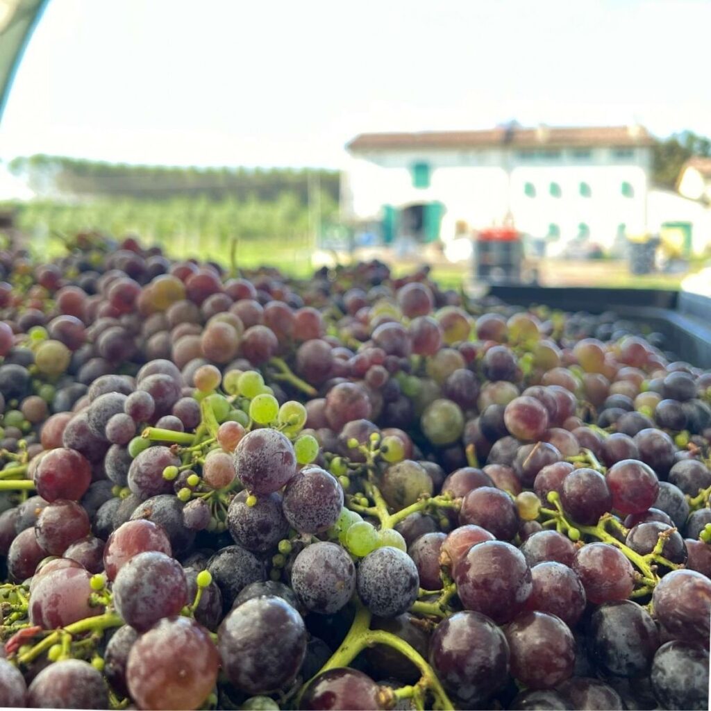 Cassetta colma di grappoli d'uva fresca appena vendemmiata nei campi di Orchestra Wine con casolare sullo sfondo.