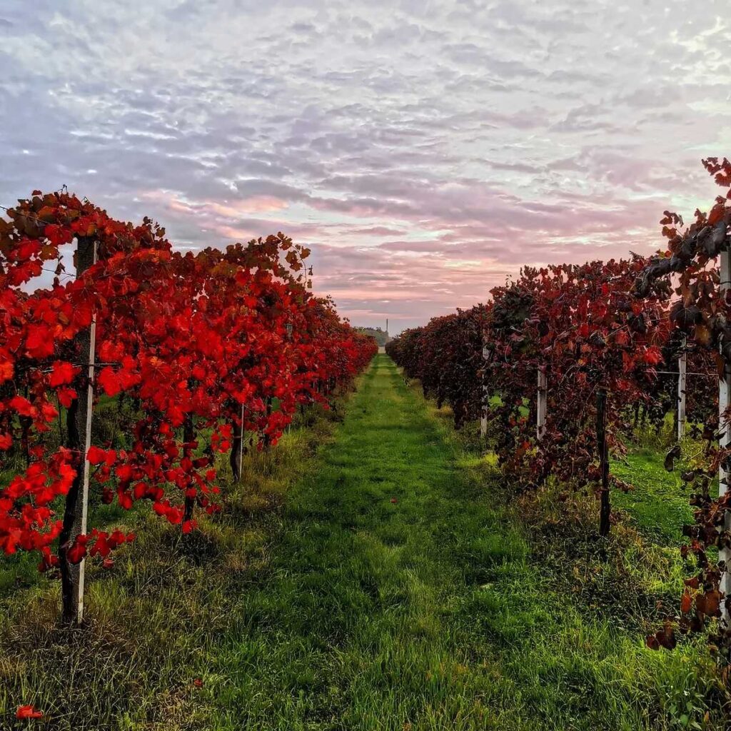 Filari di vite di Cantina Bassoli con spiccate foglie rosse autunnali al tramonto sotto un cielo sfumato.