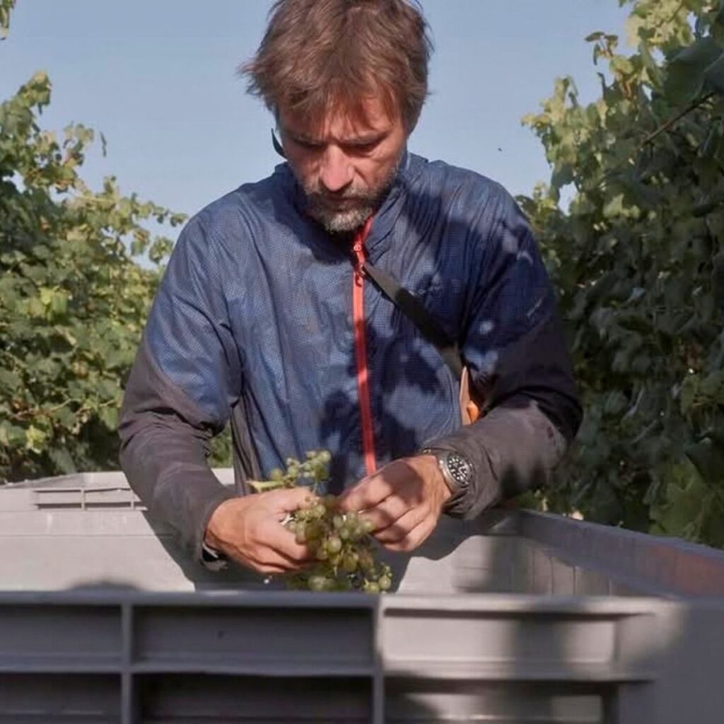 Vignaiolo concentrato nella cernita e controllo manuale di un grappolo d'uva bianca all'interno della cassetta durante la raccolta.