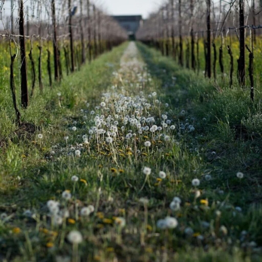 Scorcio prospettico di un vigneto con soffioni e fiori di tarassaco cresciuti tra i filari per la viticoltura biodinamica di Terrevive.