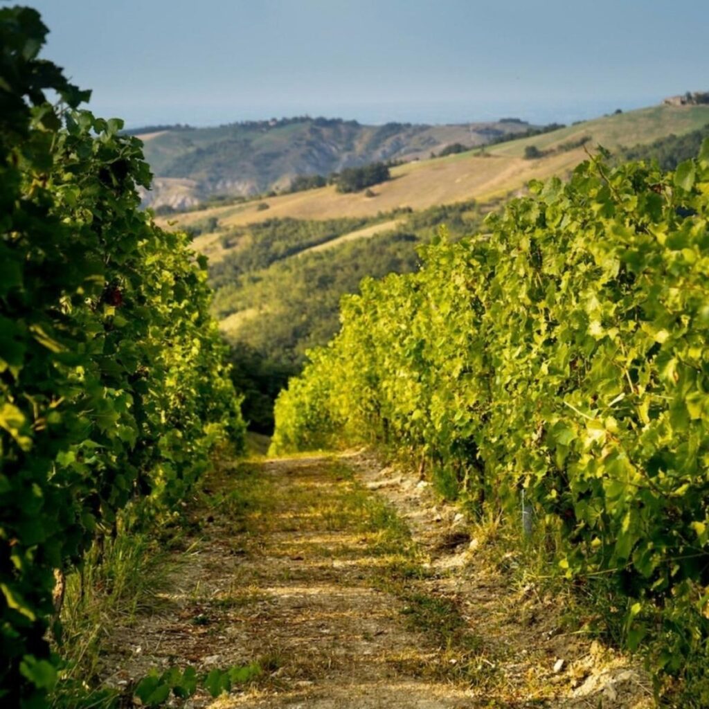 Vista prospettica dei filari di vite verdi lungo le colline emiliane di Cantina della Volta